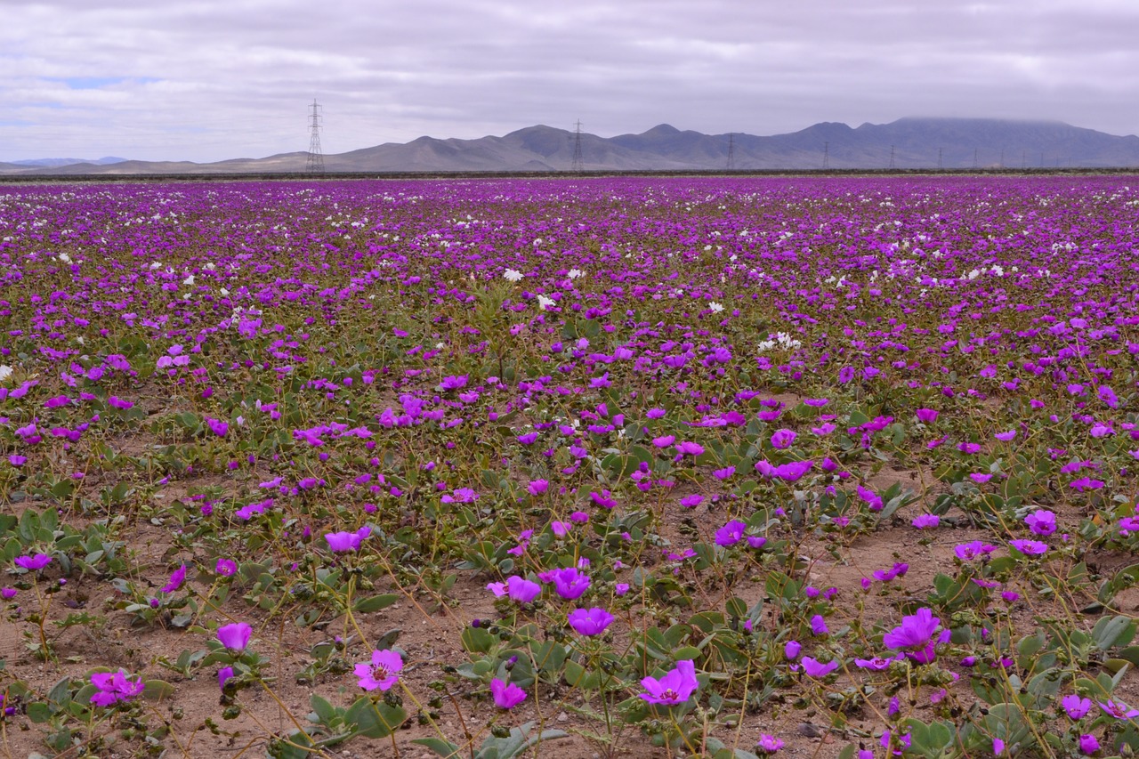 desert blossom flower free photo