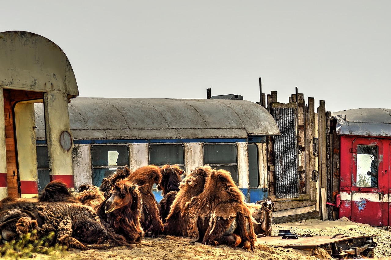 desert wagons camels free photo