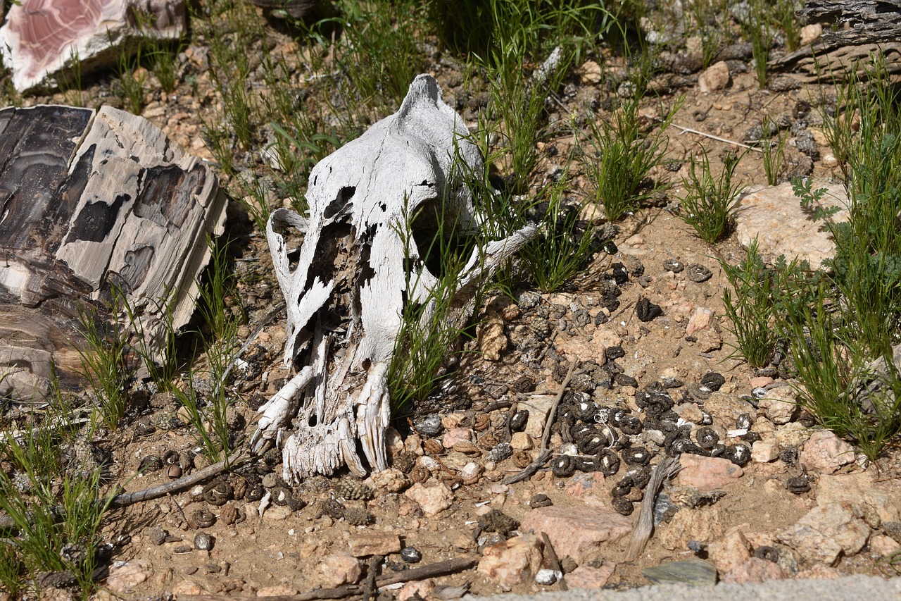 desert skull animal skull free photo