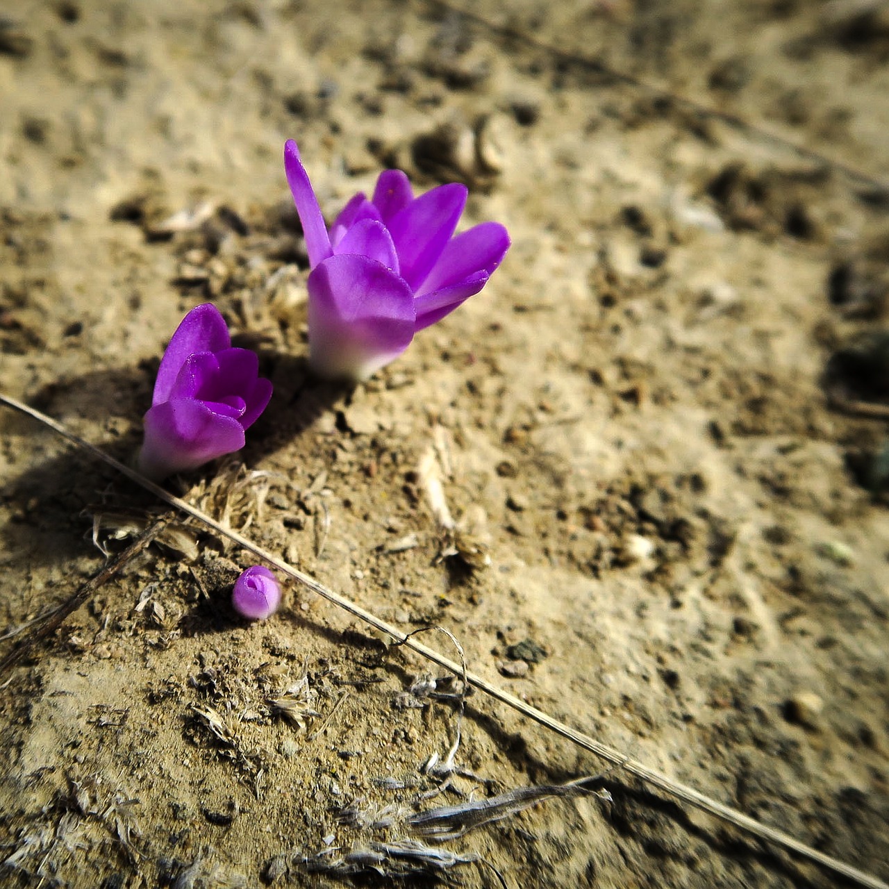 desert flower earth free photo