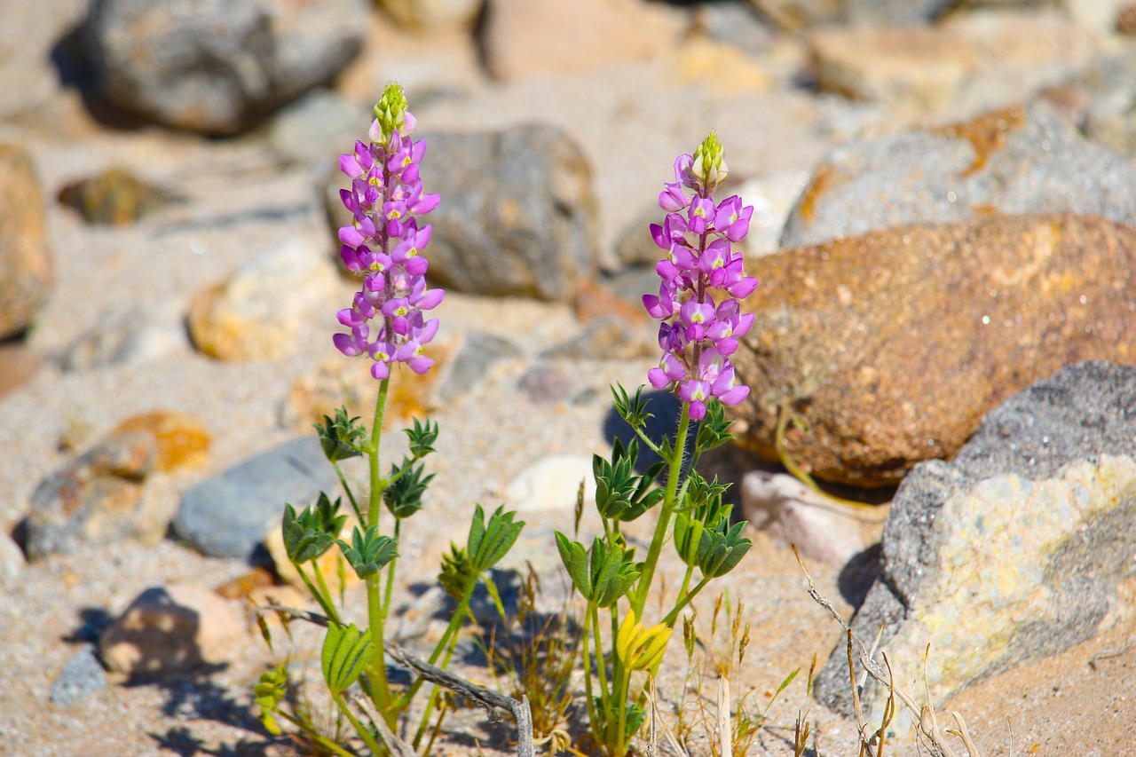 desert flowers rocks free photo