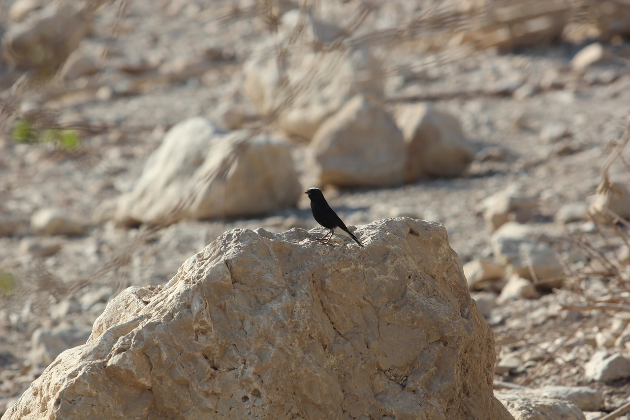 desert bird rocks free photo