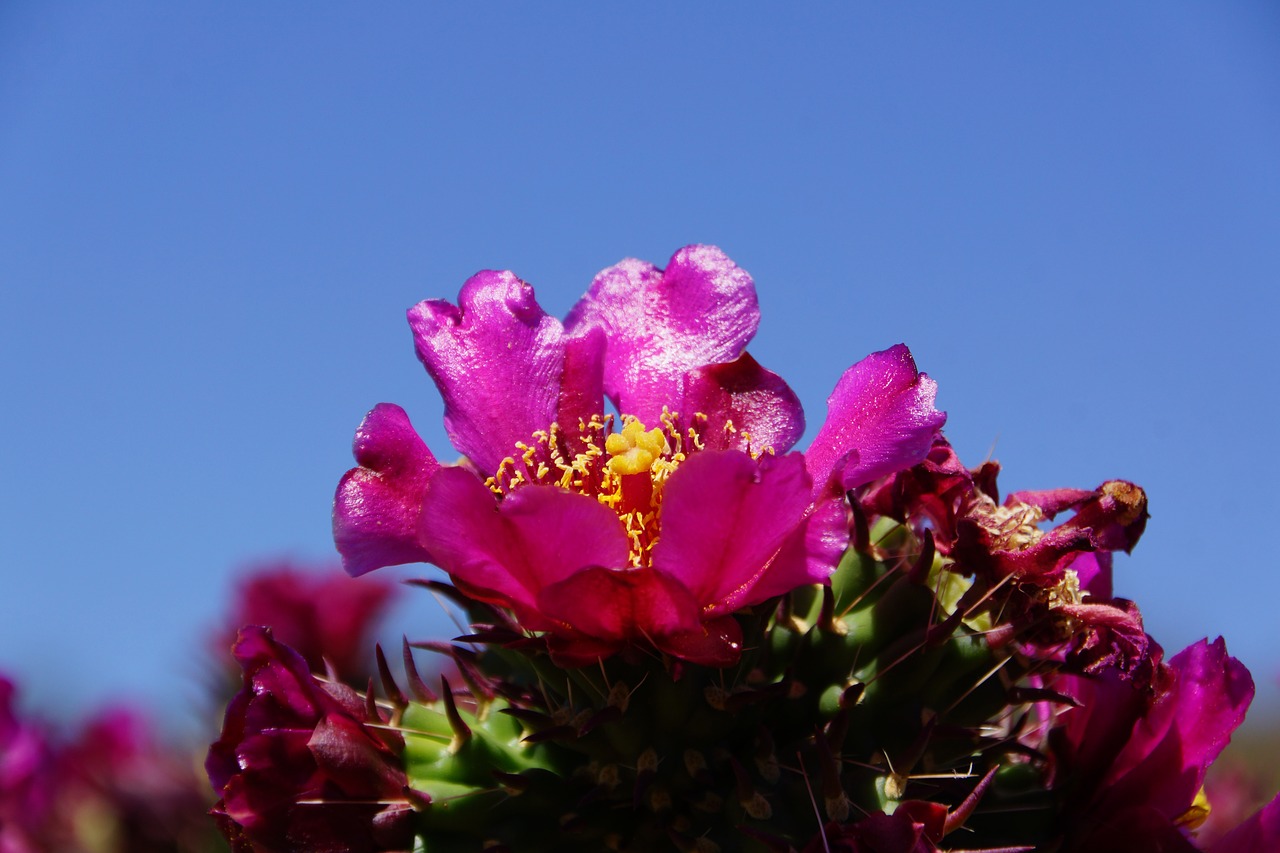 desert cactus flower free photo