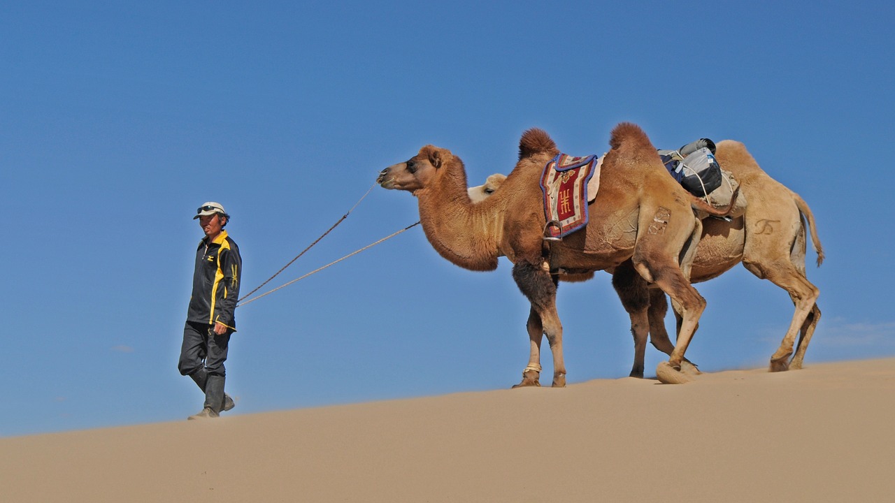 desert camel mongolia free photo