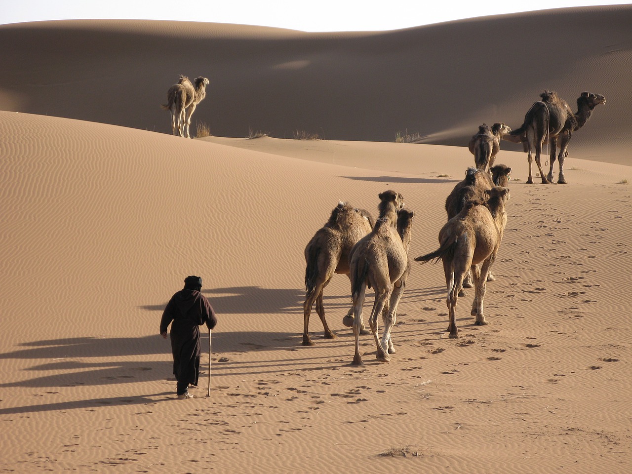 desert camel sand free photo