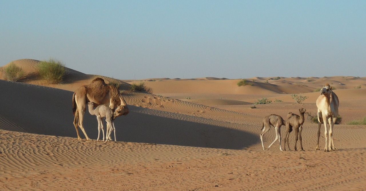 desert camel sand free photo
