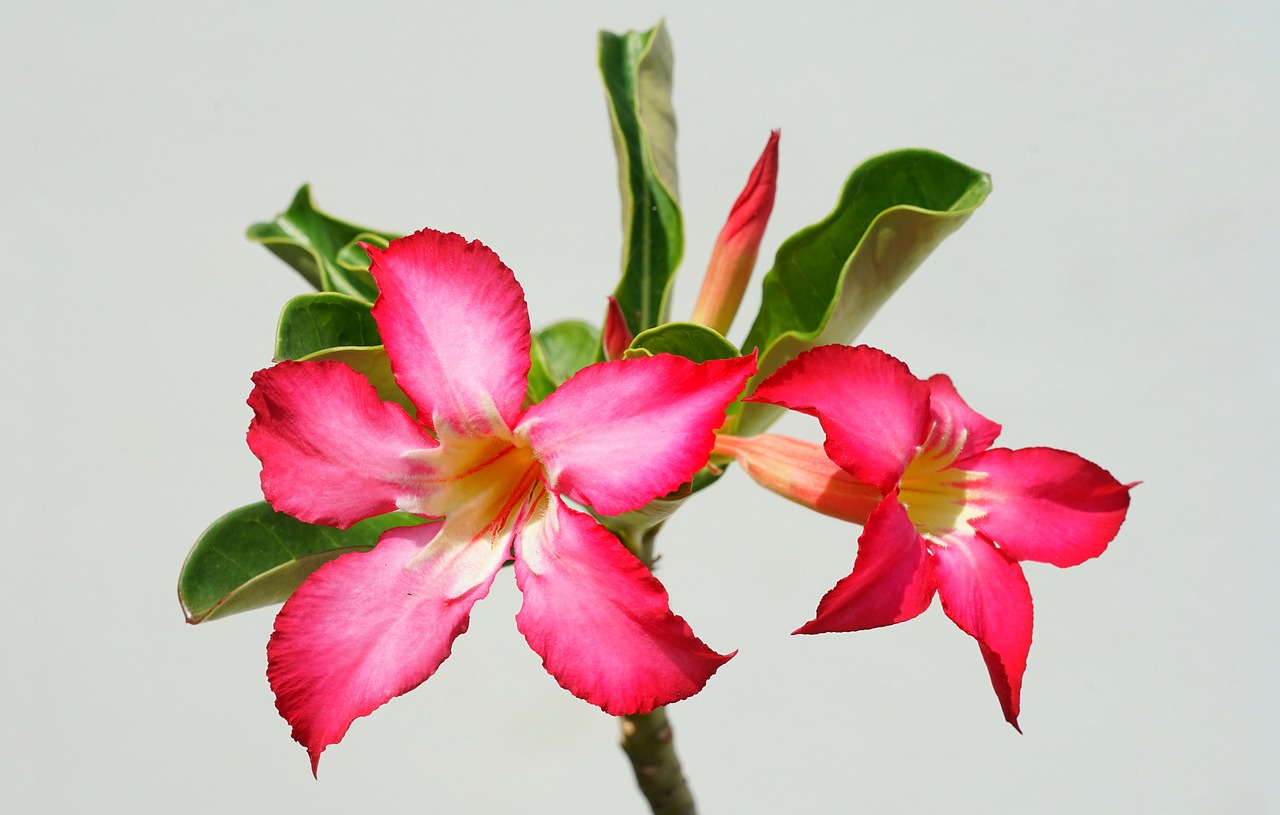 desert rose tropical free photo