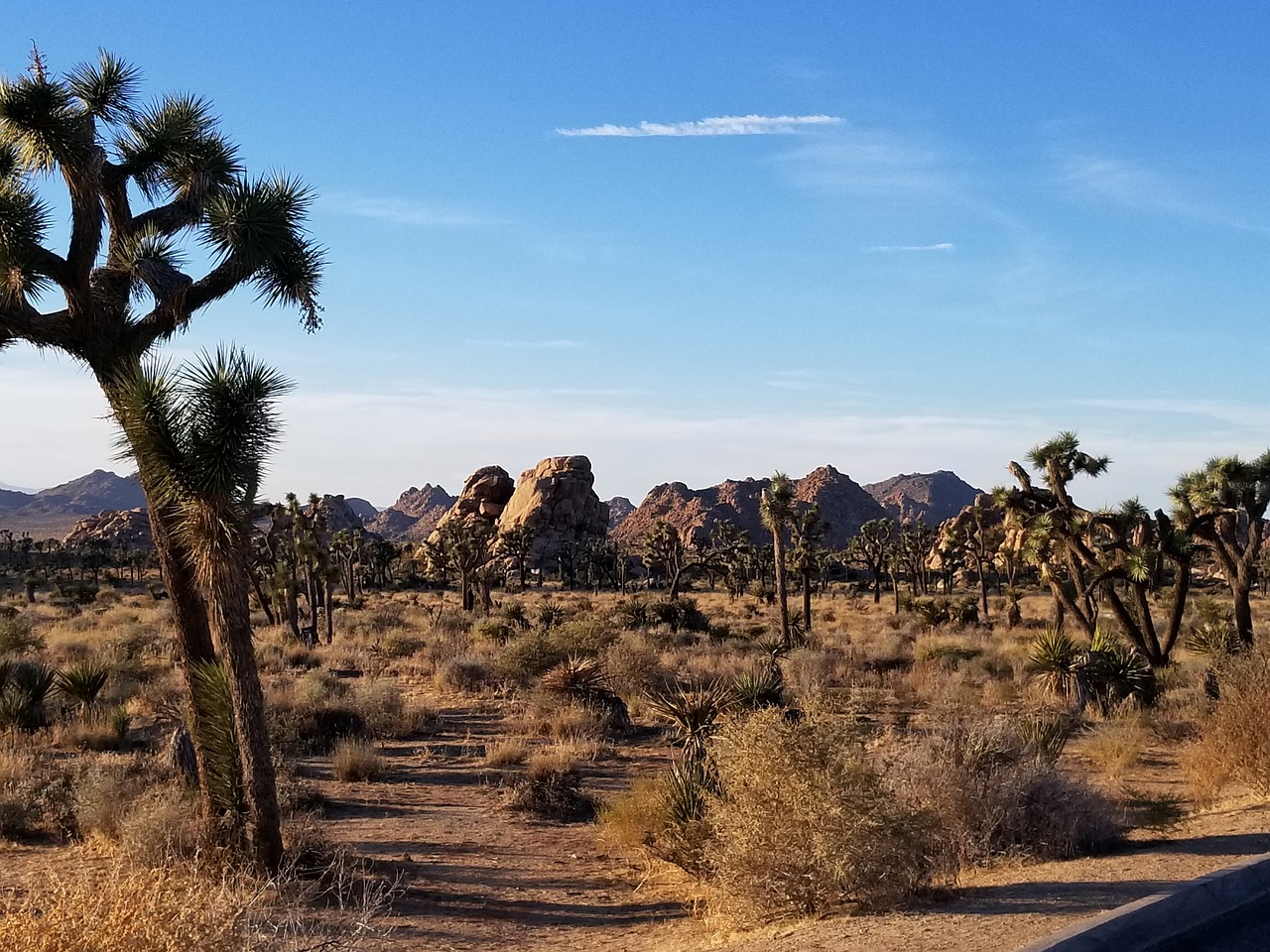 desert landscape tree free photo