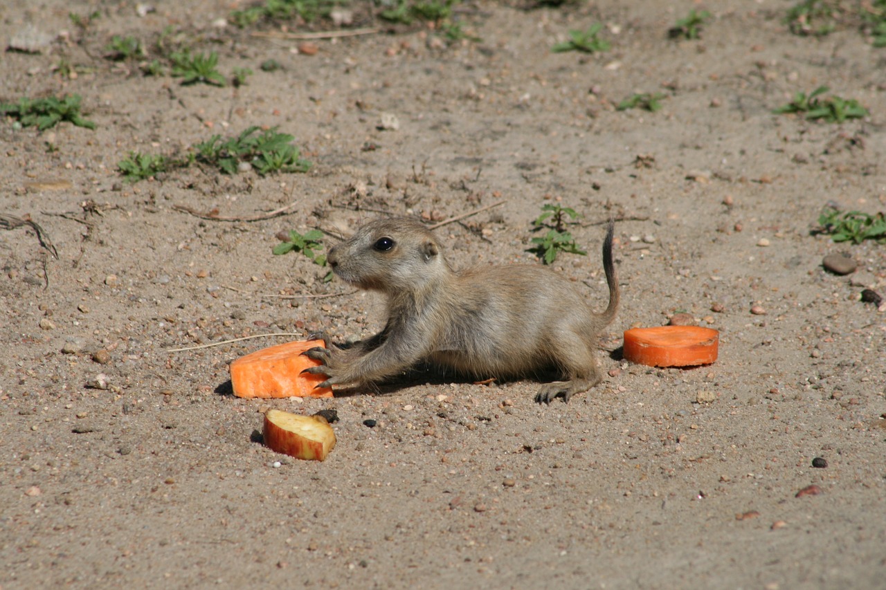 desert mammal sand free photo