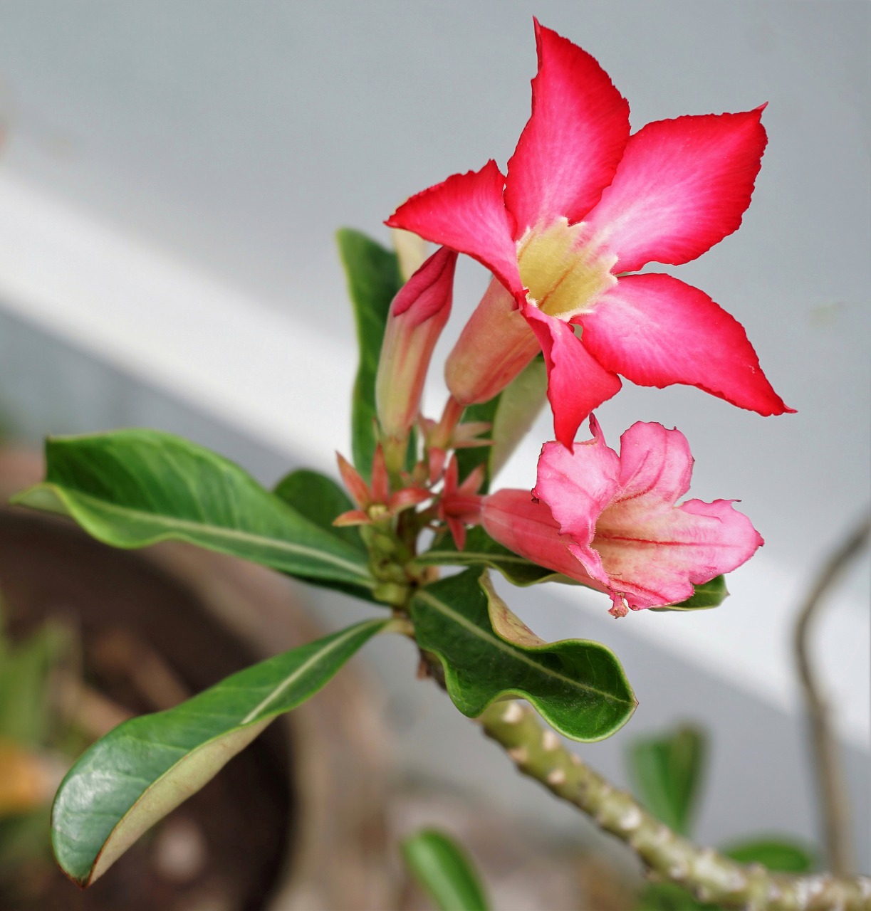 desert rose tropical free photo