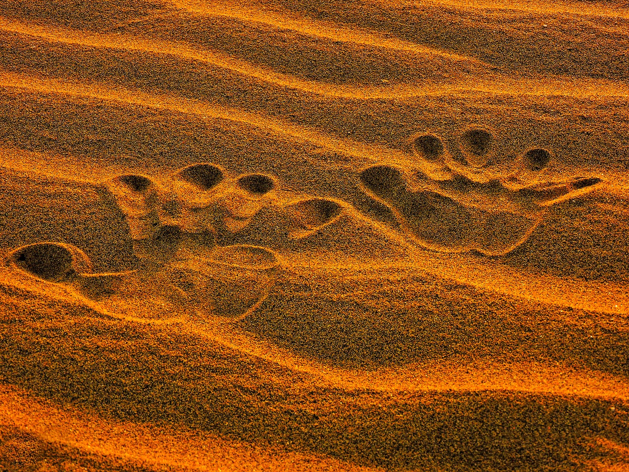 desert sand dry free photo