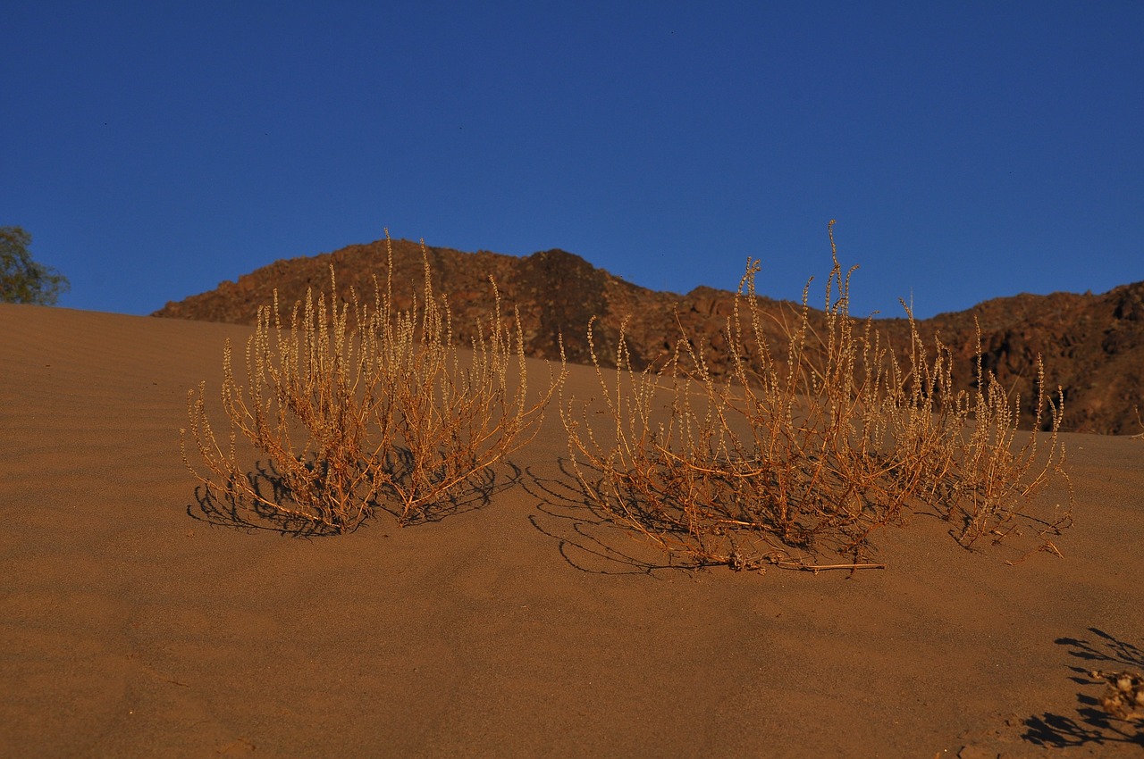 desert  landscape  dry free photo