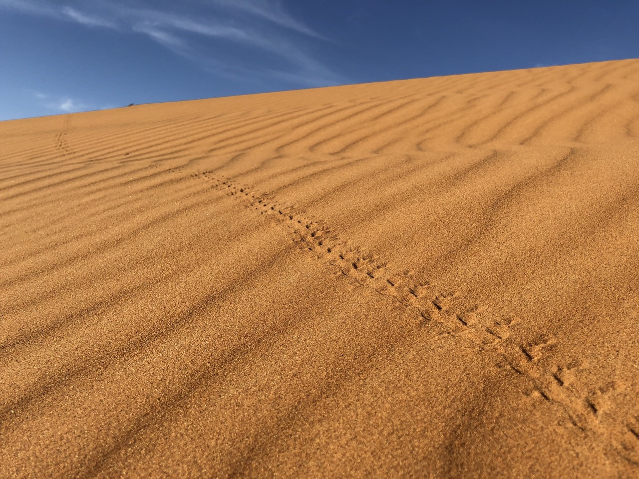 desert  sand  dry free photo