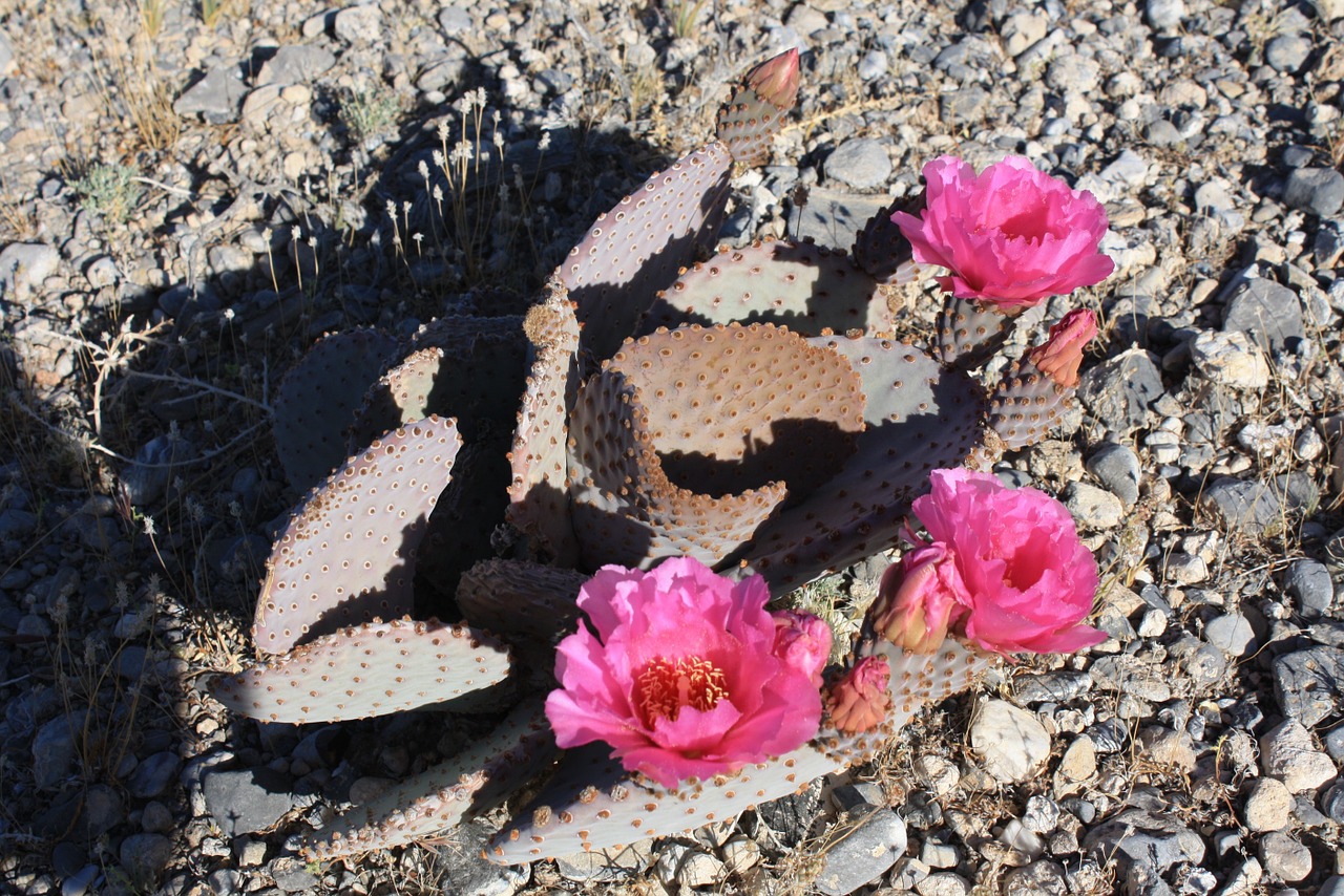 desert cactus flower free photo
