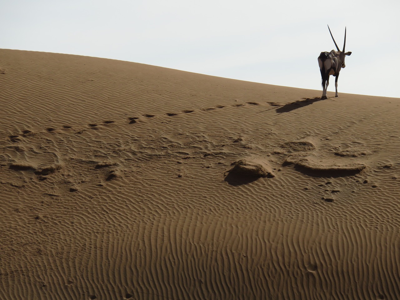 desert  oryx  spit bock free photo