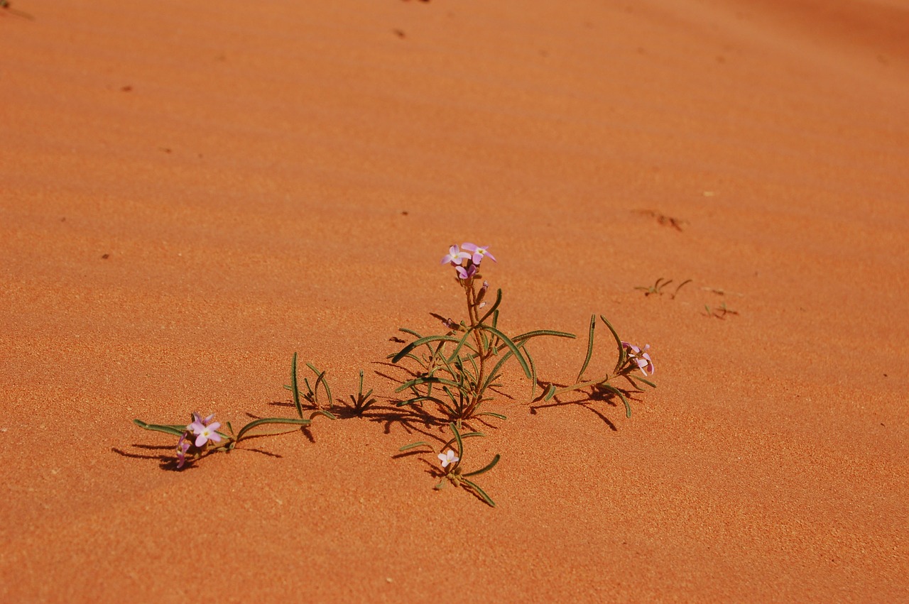 desert  sand  flowers free photo