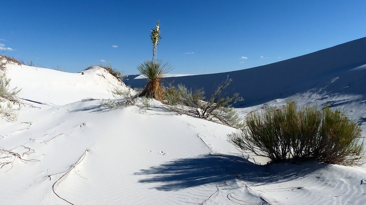 desert  sand  gypsum free photo