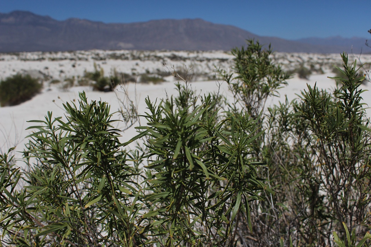 desert dunes trees free photo