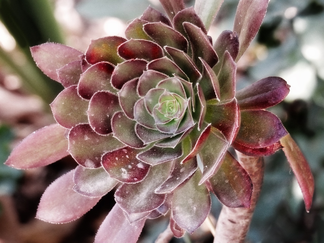 desert  purple  cactus free photo