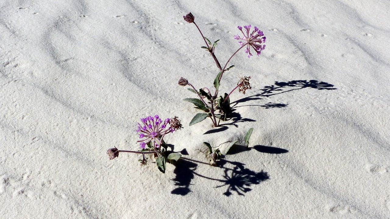 desert  sand  white gypsum free photo