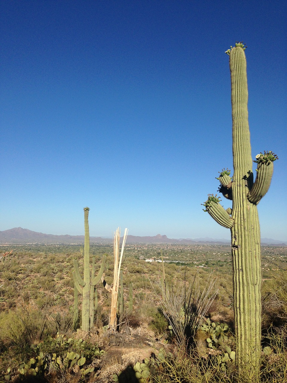 desert cactus arizona free photo