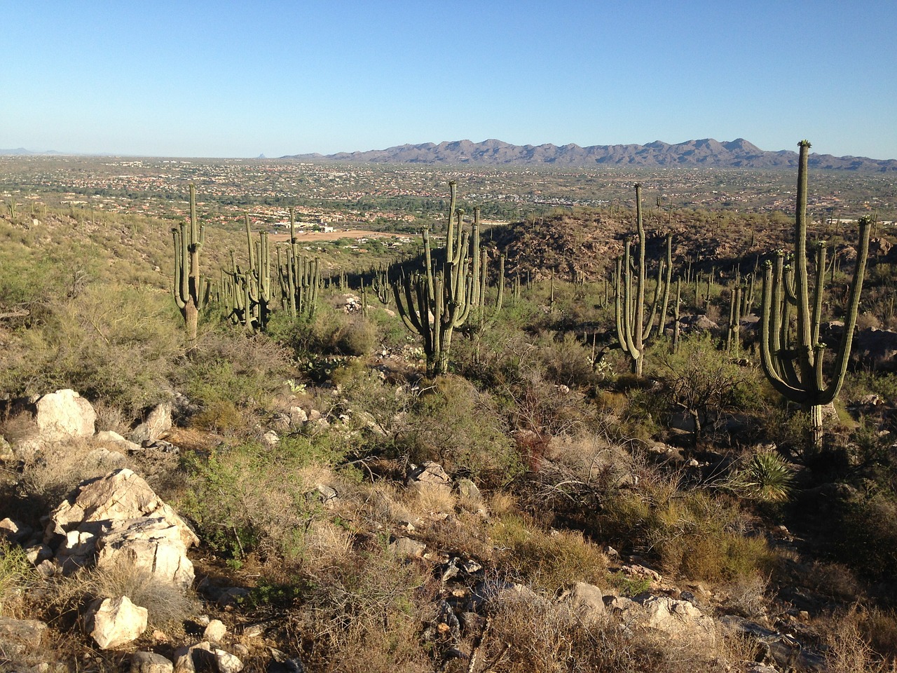 desert arizona cactus free photo