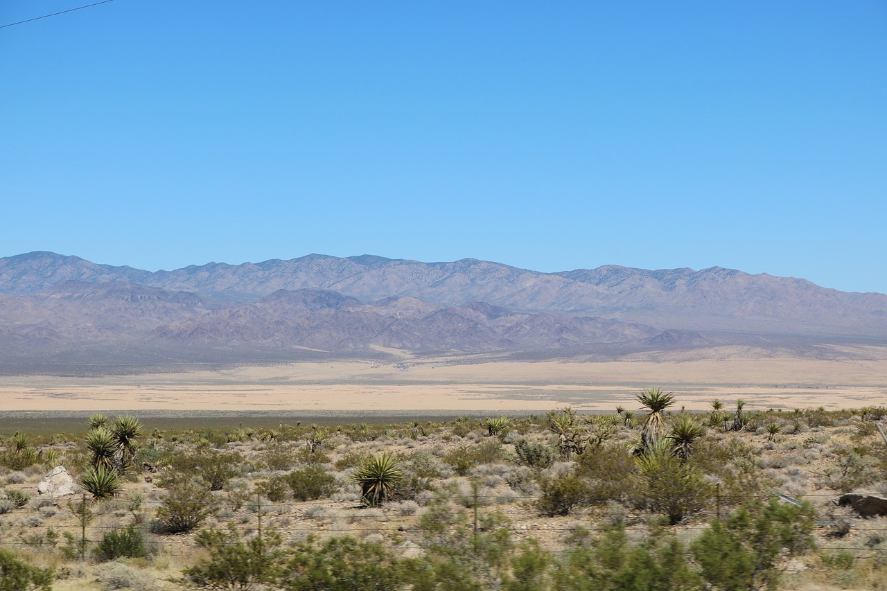 desert  plants  landscape free photo