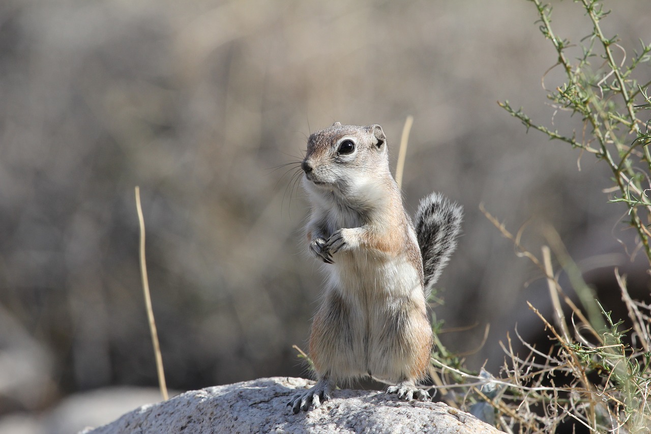 desert  squirrel  nature free photo