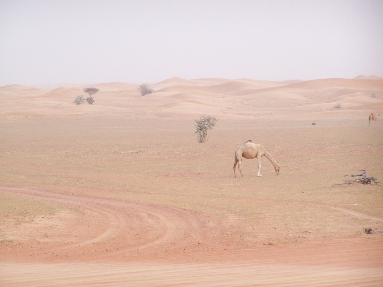 desert camel lonely free photo