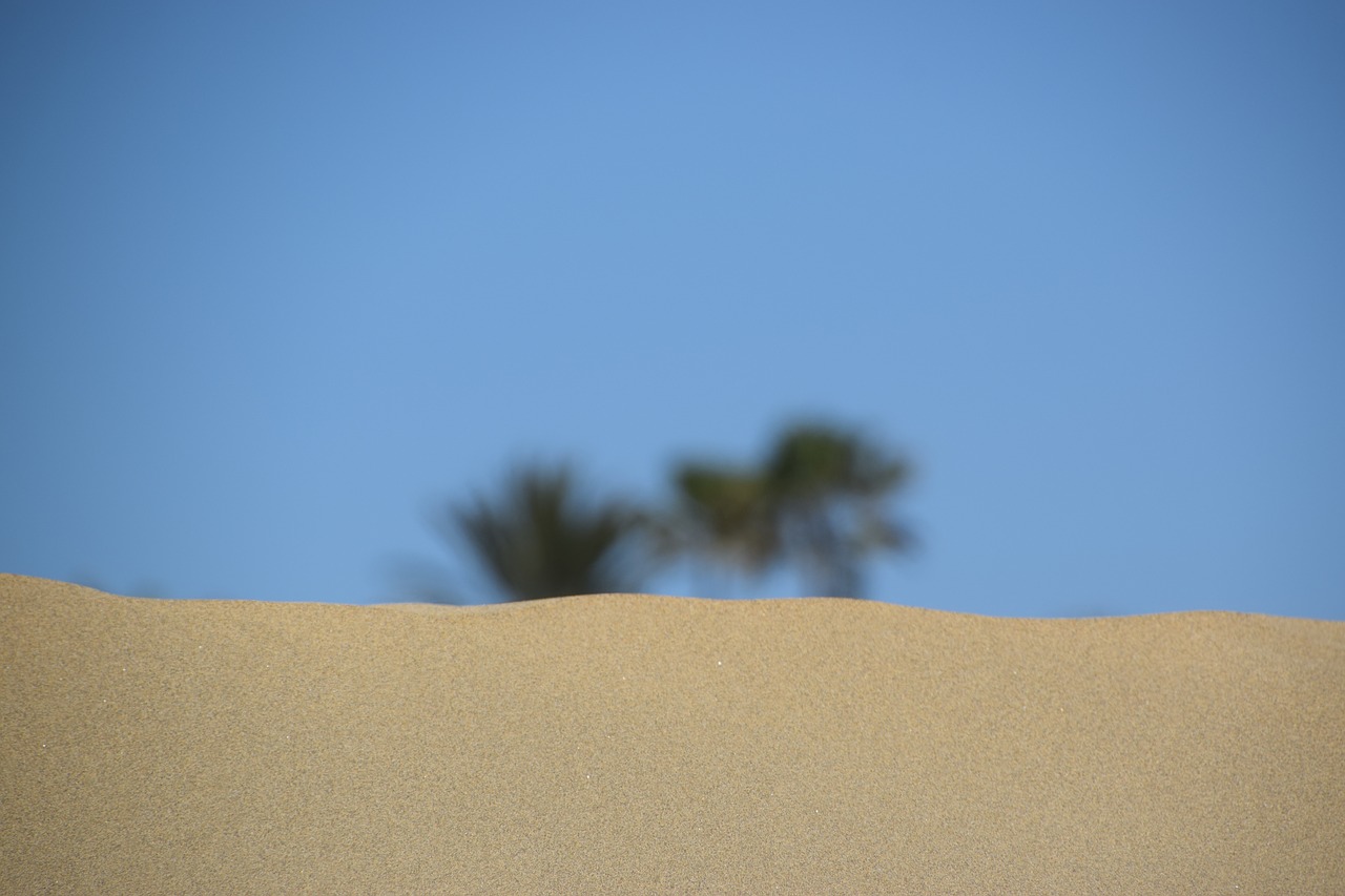 desert  beach  palm free photo