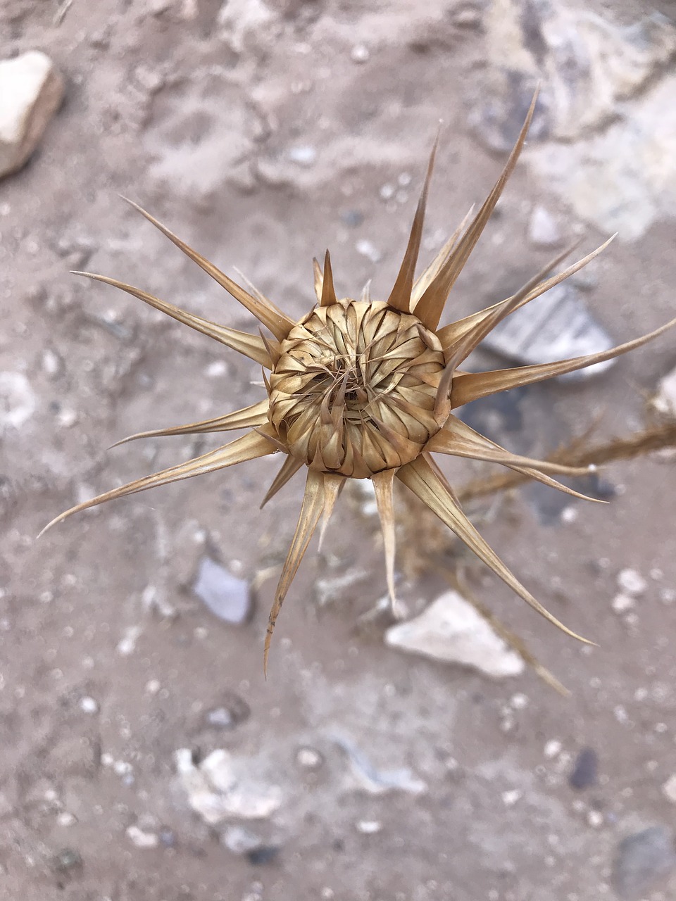 desert  plant  plants free photo