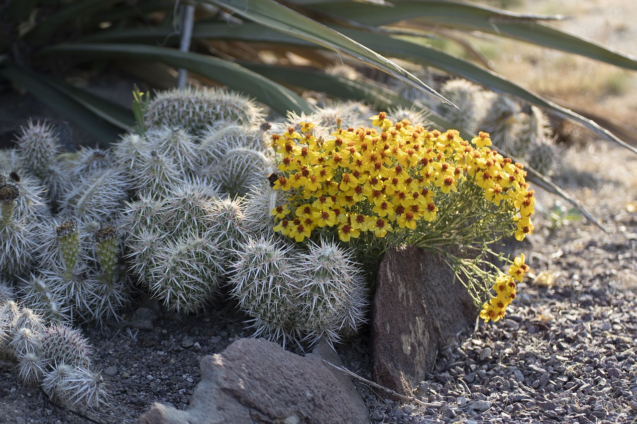 desert  yellow flower  garden free photo