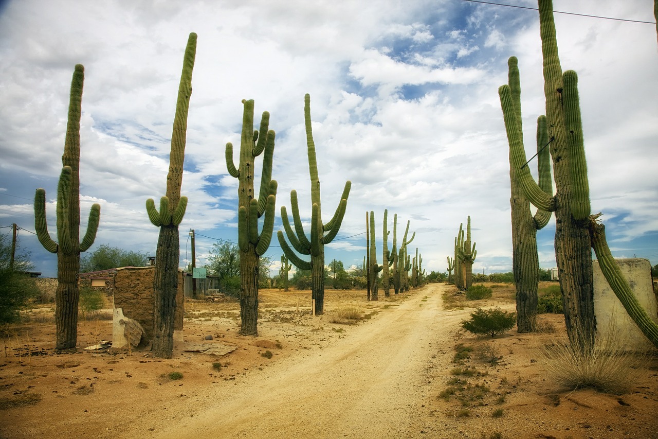 desert catus cacti free photo