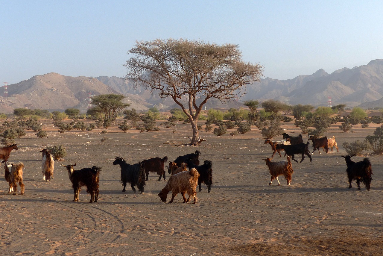 desert  goat  oman free photo
