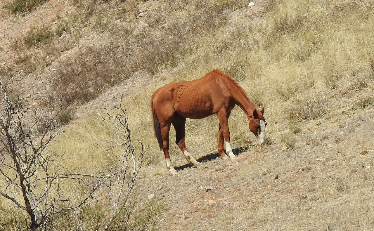 desert  tucson  arizona free photo