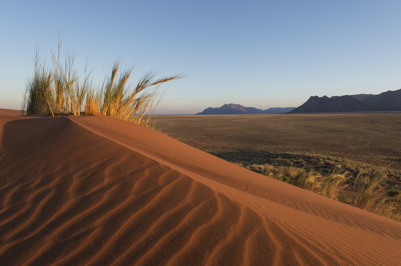 desert  namibia  grass free photo