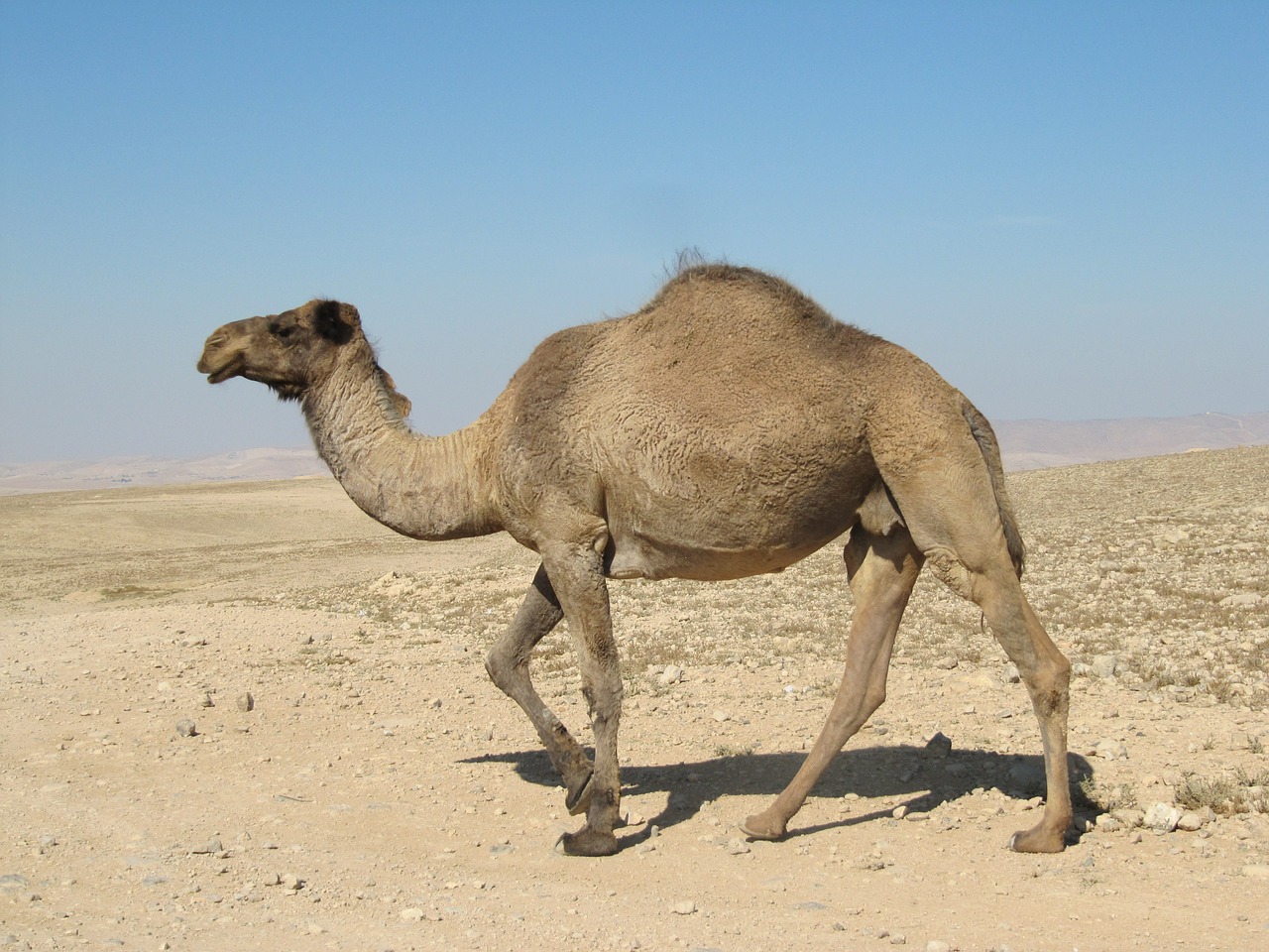 desert dromedary animals free photo