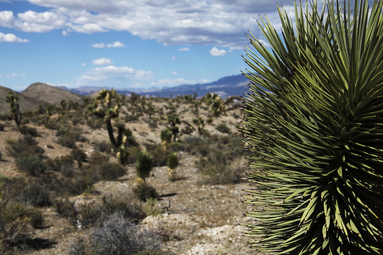 desert  arid  cactus dry free photo