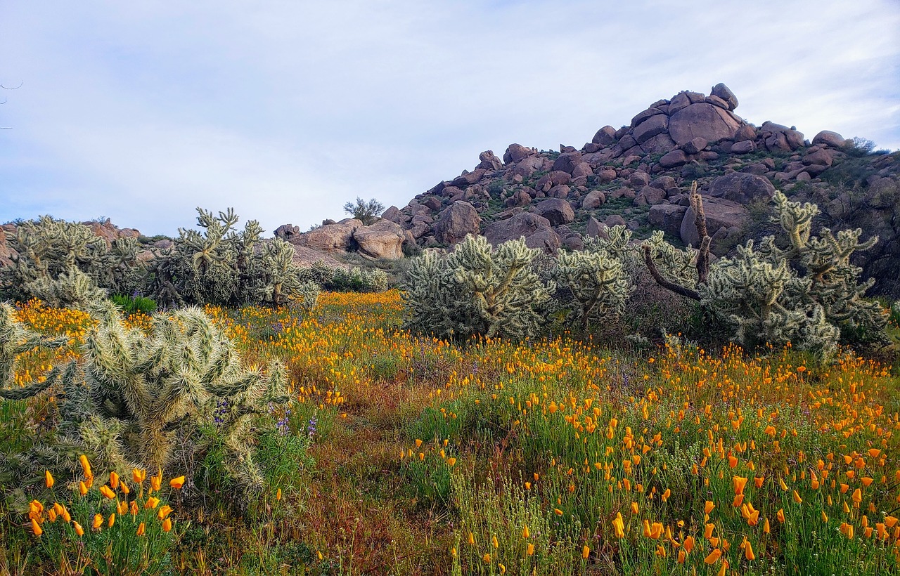 desert  flowers  mountains free photo