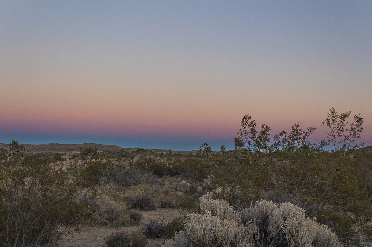 desert  sky  joshua tree free photo