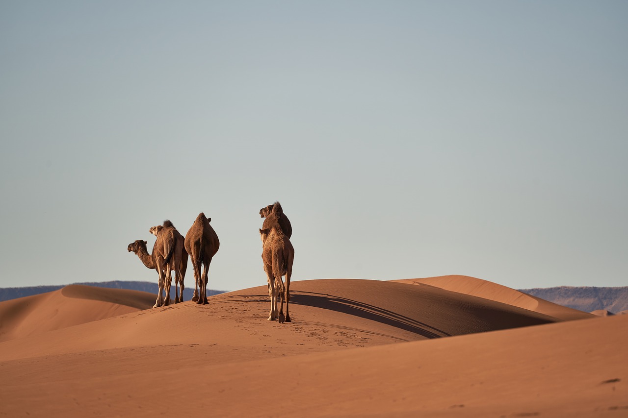 desert  sahara  camels free photo