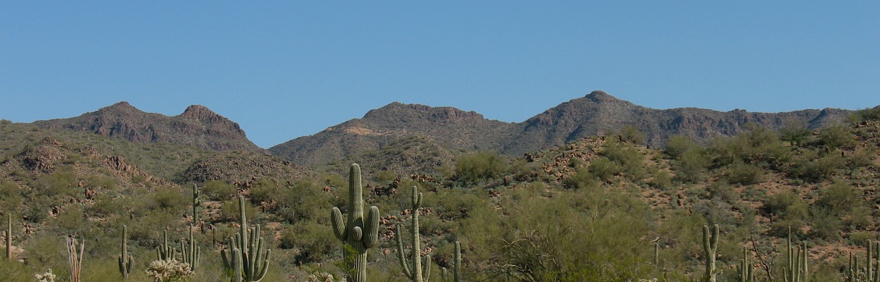 desert cactus nature free photo