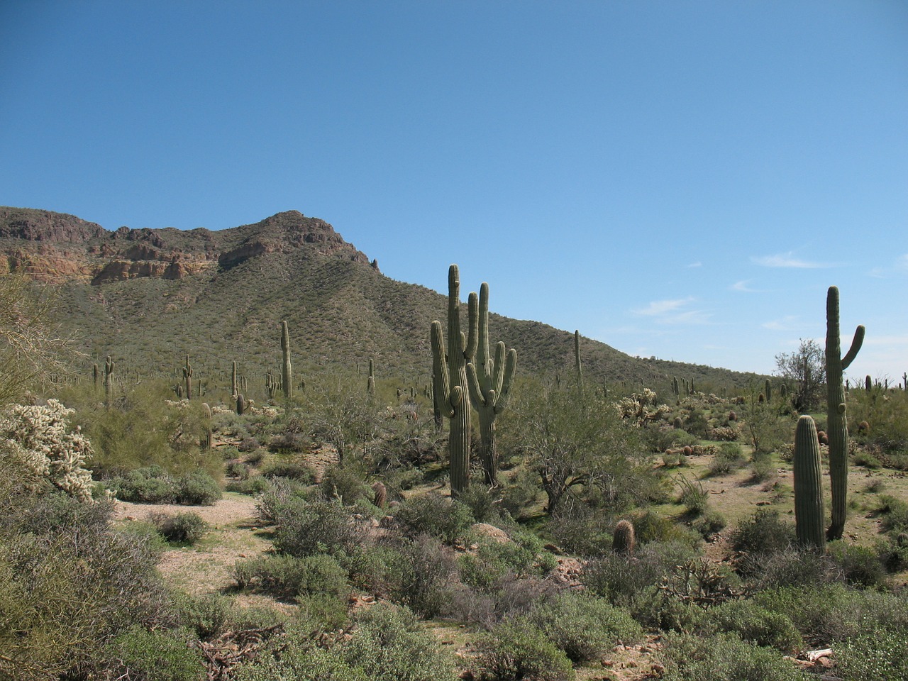 desert cactus nature free photo