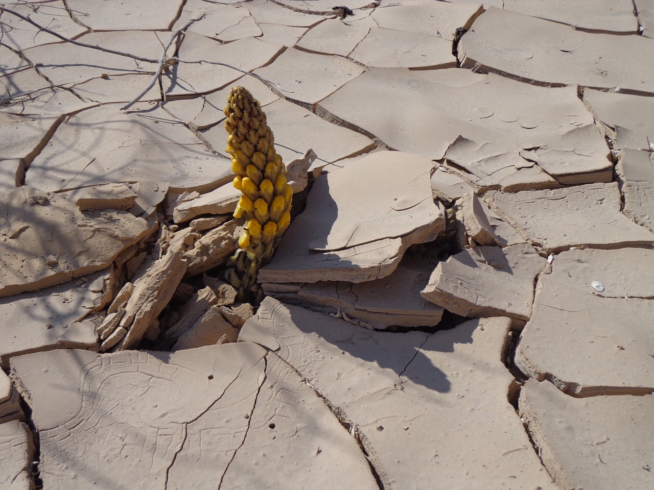 desert  flower  egypt free photo