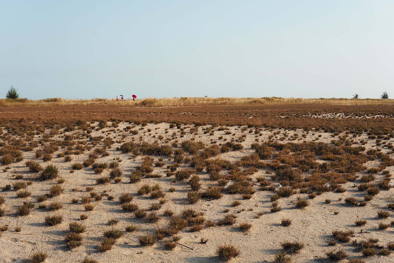 desert  landscape  nature free photo