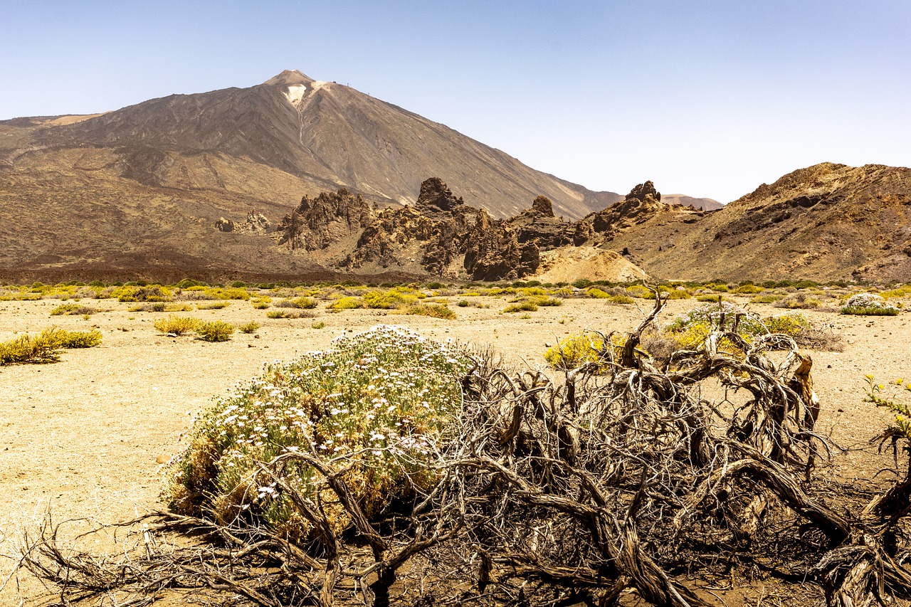 desert  tenerife  cactus free photo