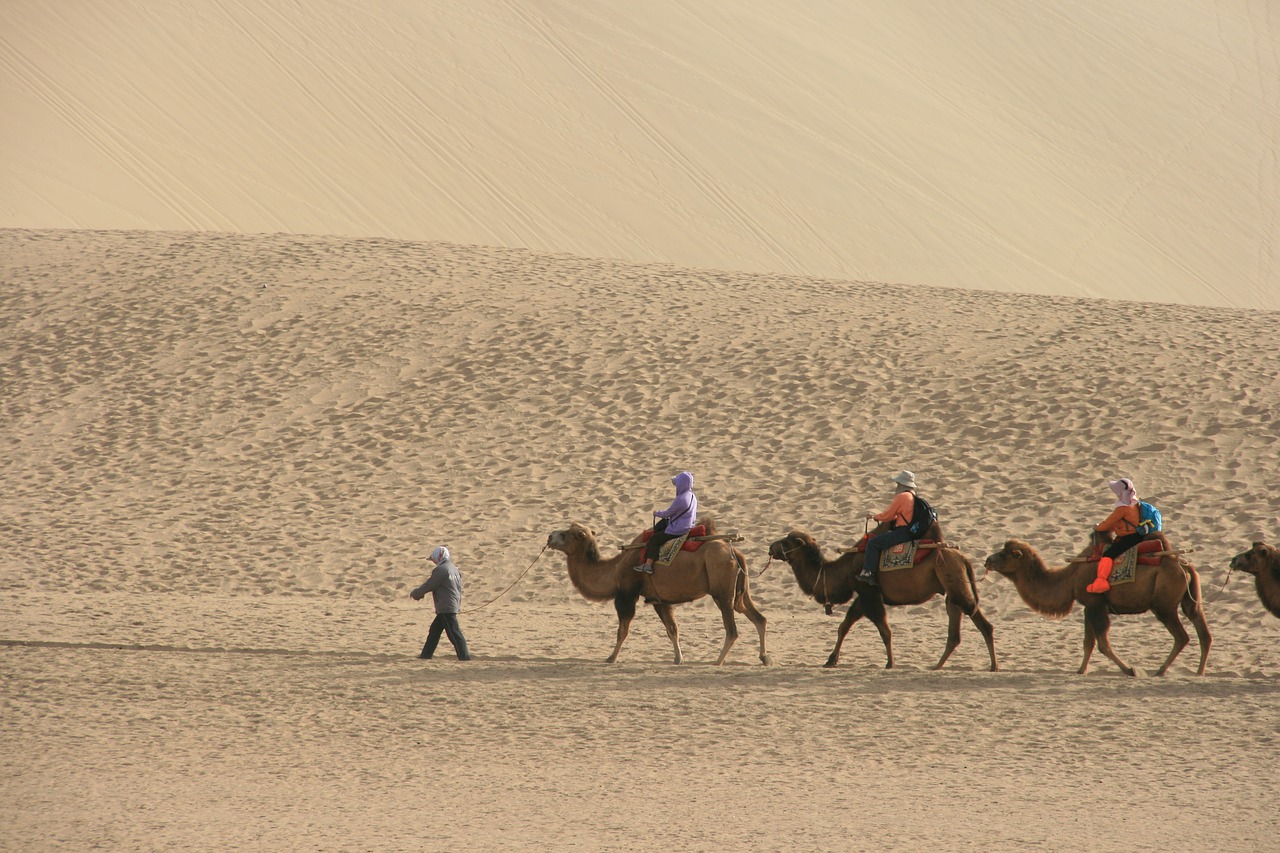 desert  camel  tourism free photo