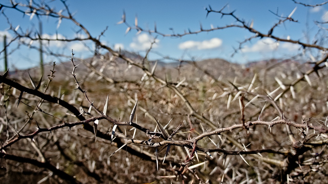 desert thorns cactus free photo