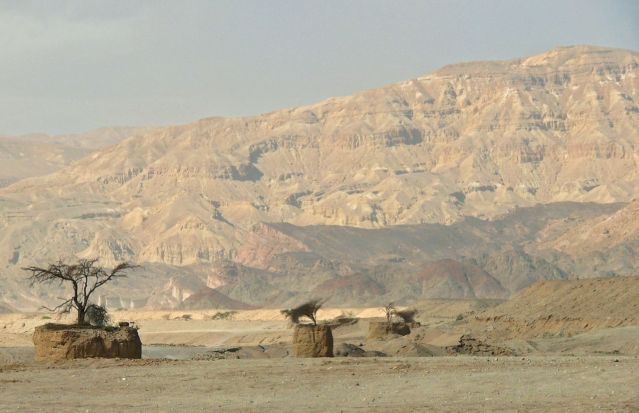 desert israel trees free photo