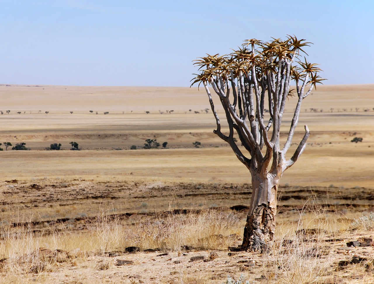 desert landscape tree free photo